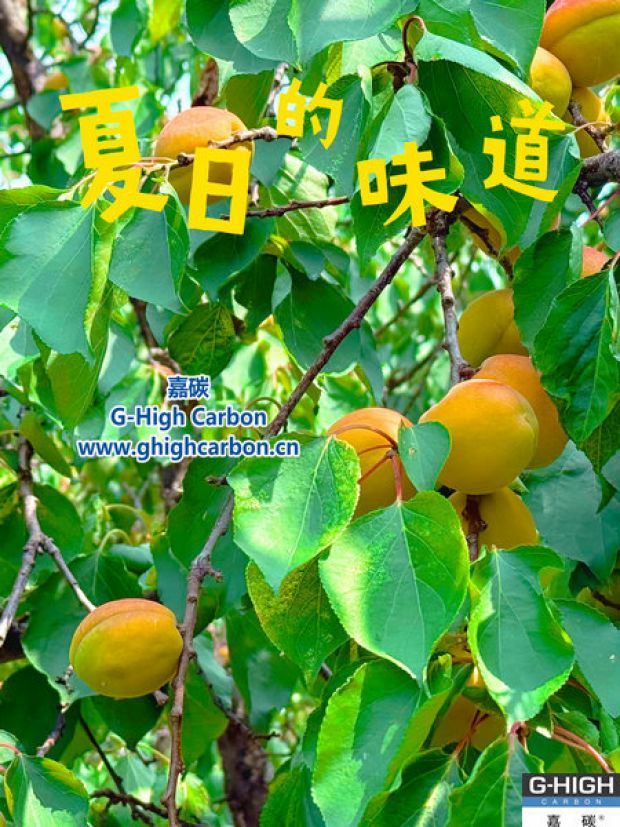 杏果滿枝時，窺見嘉碳環保“生長力”